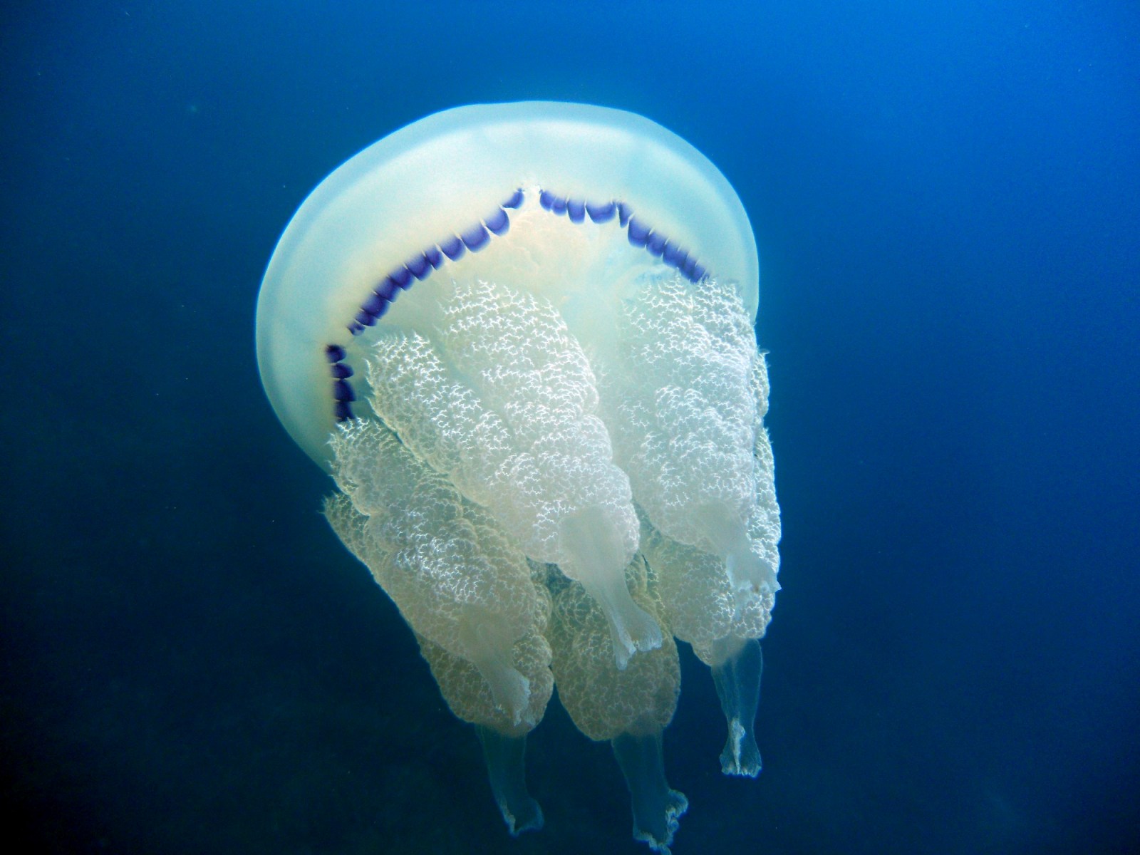 Rhizostoma pulmo